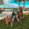 Jack’s Golden Girls - @jacksgoldengirls - TikTok