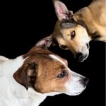 JackRussell+GrayhoundHusky - @rembertjaspercaramelo - Instagram