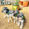 MinatureSchnauzers3🐾🐾🐾❤️ - @jaclee19 - TikTok