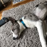 Jac Murphy - @jac_the_border_collie_merle - Instagram