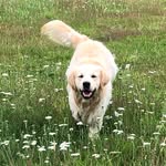 Jac Phillips - @gippingdogs - Instagram