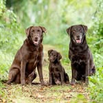 Jacob & Sarah + Our Choco Labs 🐾 - @jacobandsarahschmidt - Instagram