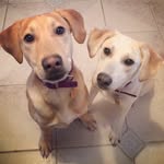 Jace 🐾 Everett 🐾 - @jaceandeverett - Instagram