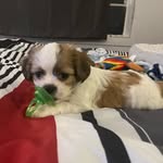 Jace Morris - @jacethakoolkid24 - Instagram