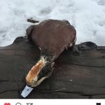 Jace Nelson - @quackin_killer - Instagram
