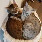 Jace & Prince - @jace_and_prince - Instagram