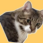 Jace Elder - @jace_prince_of_purrsia - Instagram
