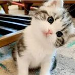 Jas Rhea - Facebook