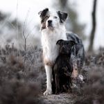 Die Chaostruppe - @jace_wade_ - Instagram