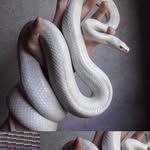 @jace_wattson - Instagram