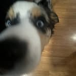 Jace Wilkinson - @the_best_dog_king - Instagram