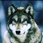 jace_wolfz101 - @jace_wolf2 - Instagram