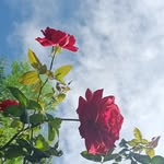 jaceemayasmine - @jaceemayasmine3 - Instagram