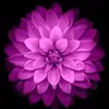 Jacinta - @jacinta_brown3456 - TikTok
