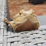 Jacinta Perkins - @our_dragon_spike - Instagram