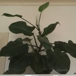 Jacinta Ross - @greenwellhutchingshousehold - Instagram