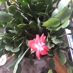 Jacinta Wells - Facebook
