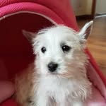 Jacinta Vernier Ramírez - @jacinta.westie - Instagram