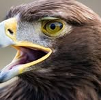 Aguila Real - Facebook