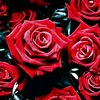 Jacinto_Ro$a$ - @jacinto_rosas14 - TikTok