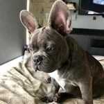 Jacinto y Valentin - @jacintoyvalentin_frenchie - Instagram