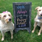 Jack & Abbey - @901allenpups - Instagram