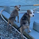 Kim4shore - @jack_abbey_puppylove - Instagram