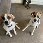 Bailey And Bella 🐾 - @jackabee_beagle - Instagram