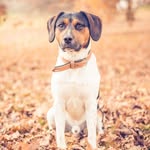 Bobbi. Der Hund. - @bobbi.the.jackabee - Instagram