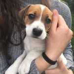 Cléo_the_jackabee - @cleo_the_jackabee - Instagram