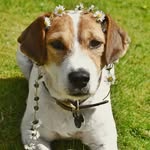 Dodger - @jackabeedodger - Instagram