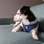 Fry - @fry_jackabee - Instagram