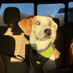 Jack - @jackabee.the.dog - Instagram