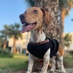 Jackabee - @mis_bonitaa - Instagram