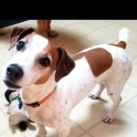 Jackabee Manor and Family - @jackabee_manor - Instagram