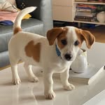 @kevin_the_jackabee - Instagram