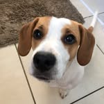 KING COOP🐶 - @cooper.the.jackabee - Instagram