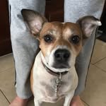 Lexie - @_lexie_the_jackabee - Instagram