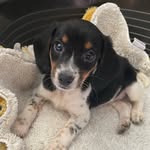 Milo - @milo_the_jackabee - Instagram