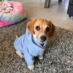 Molly the Jackabee - @molly_the_jackabee_ - Instagram