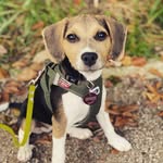 Nala - @jackabee_nala - Instagram