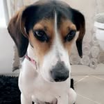 Nikki - @jackabee.nikki_ - Instagram