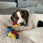 Odie - @jackabee_o.d - Instagram
