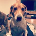 Odie_the_jackabee - @odie_the_jackabee - Instagram