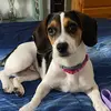 Paisley the Jackabee - @paisley_the_jackabee - TikTok