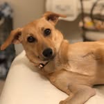 Penny - @penny_wise_jackabee_and_potato - Instagram