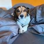Pullo_Jackabee - @pullo_jackabee - Instagram