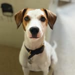 Seren The Jackabee 🐾 - @seren_the_jackabee - Instagram