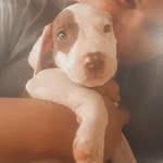 Jack🐶 - @jack.amaral_ - Instagram