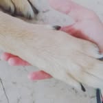 Argo & Jack🐕 - @argo.and.jack - Instagram